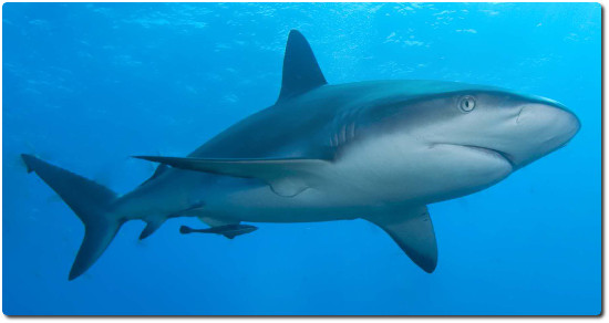 Image result for shark image