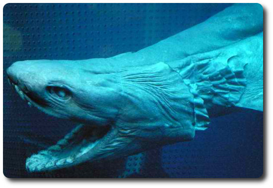 The Frilled Shark - Creepiest Shark Ever?