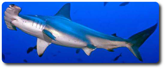 Here Are Interesting Facts About Hammerhead Sharks Shark Sider