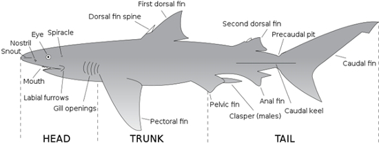 Information About Sharks And Their Anatomy Secrets - Shark Sider