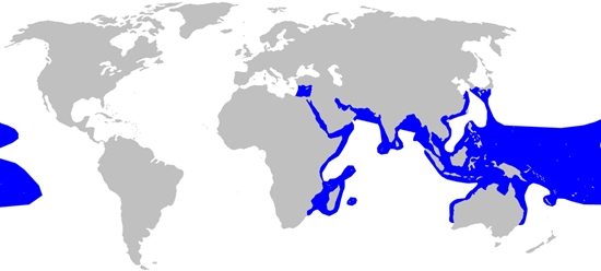 Blacktip Reef Shark Habitat Map