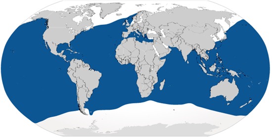 Blue Shark Habitat