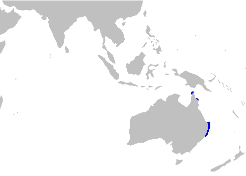 Bluegray Carpetshark Map