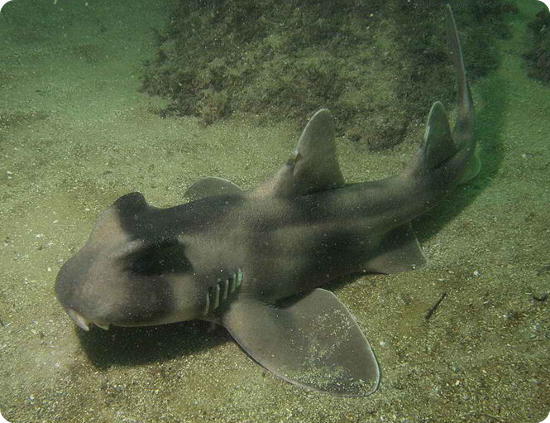 Crested Bullhead Shark