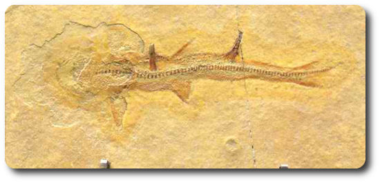 Shark Fossile