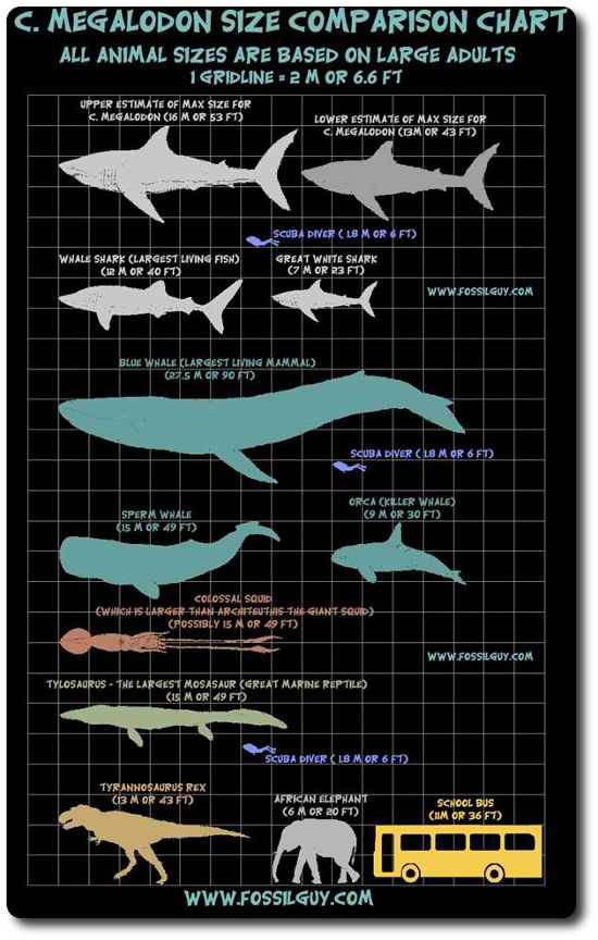 Sizes Of Sharks