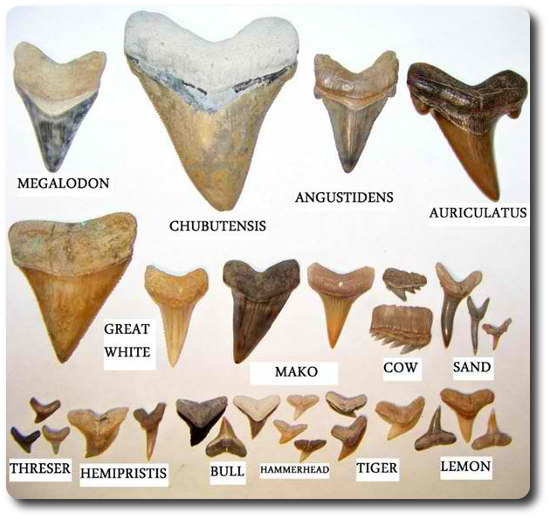 Types Of Shark Teeth