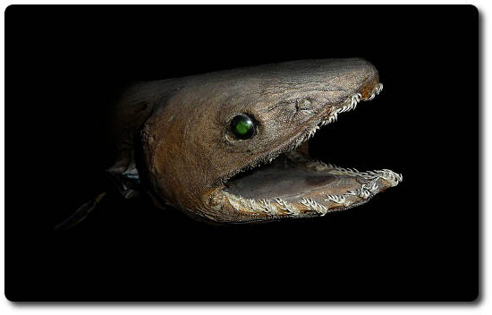 Frilled Shark Mouth