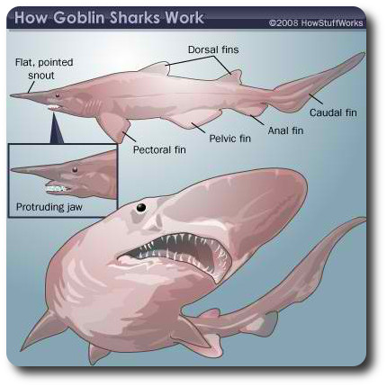 Goblin Shark Facts