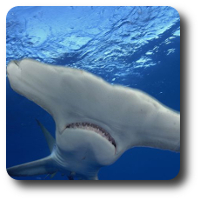 Great Hammerhead Shark Facts
