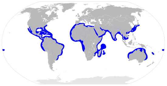 Great Hammerhead Shark Habitat Map