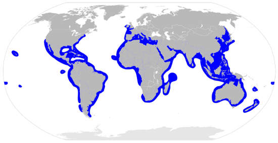 Hammerhead Shark Habitat Map