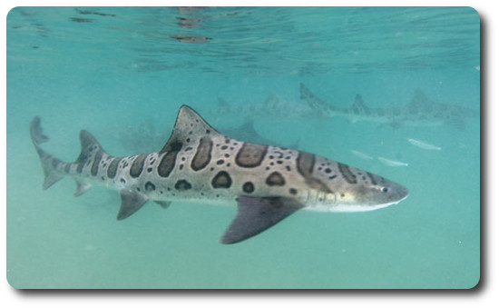 Leopard Shark Info