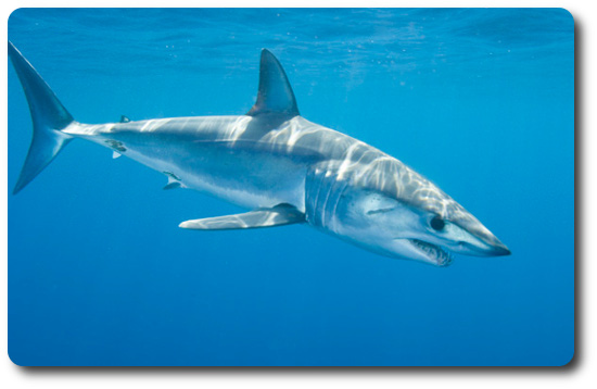 Mako Shark Facts