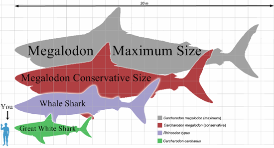 Megalodon Shark Scale