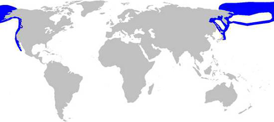 Pacific Sleeper SHark Habitat Map