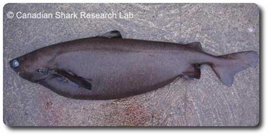 Portuguese Dogfish Shark