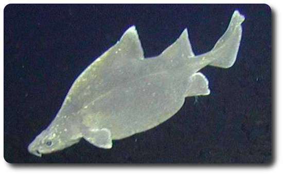 Prickly Dogfish Shark