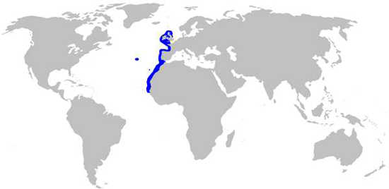 Sailfin Rough Shark Habitat Map