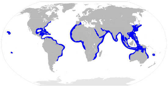 Scalloped Hammerhead Shark Habitat Map