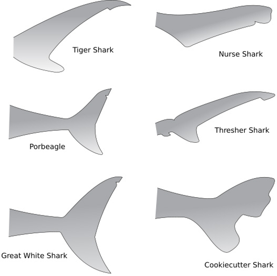 Types Of Shark Tail Fins