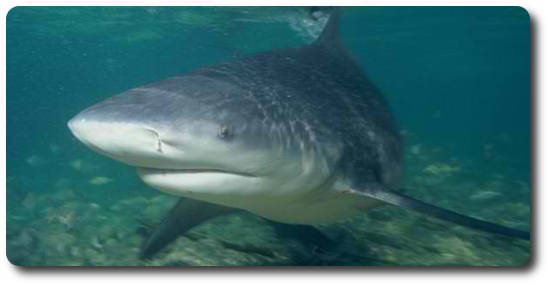 All The Coolest Facts and FAQ About Sharks - Shark Sider