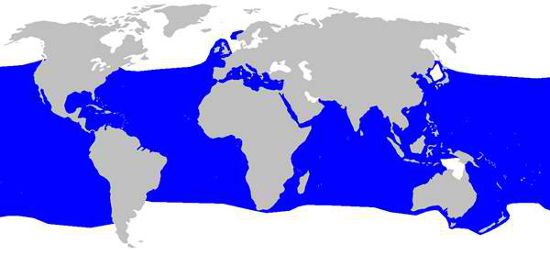 Shortfin Mako Shark Habitat Map