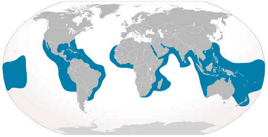 Tiger Shark Habitat Map