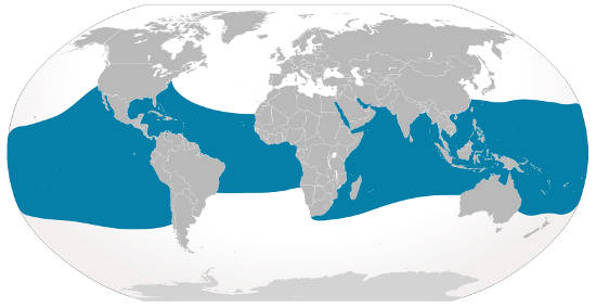 Whale Shark Habitat Map