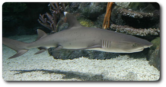 Whitetip Reef Shark Info