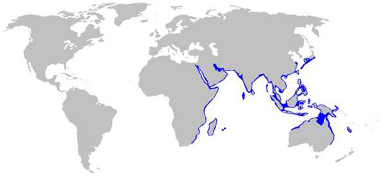 Zebra Shark Habitat Map