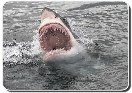 Shark Attack Safety Tips