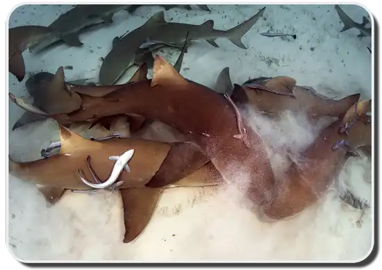 Shark Feeding Frenzy image