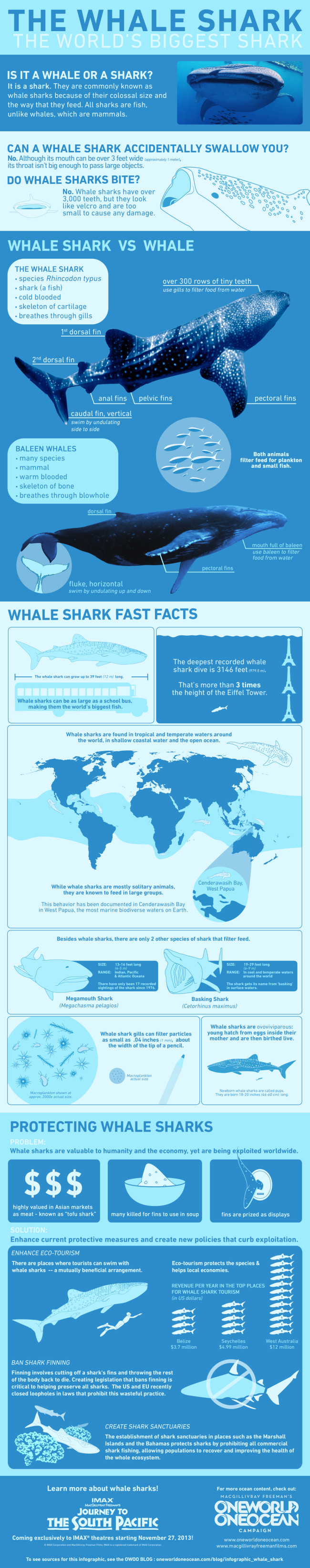 Whale Shark InfoGraphic