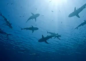 Best Places To Swim With Sharks