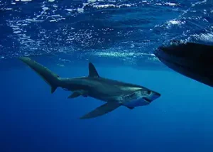 Ten Most Unusual Species Of Sharks