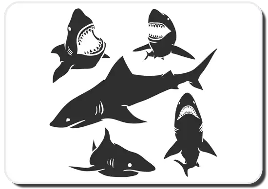 Twelve Recently Discovered Species Of Sharks