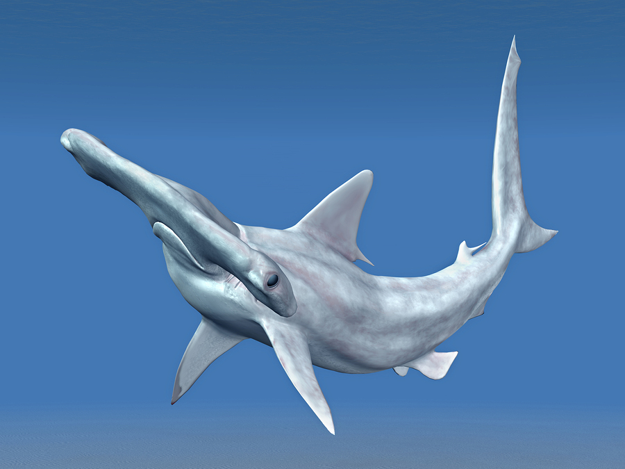 Facts You Should Know About The Whitefin Hammerhead Shark 