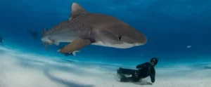 Why You Should Swim With Sharks