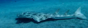 A Simple Guide To Identifying Angel Sharks