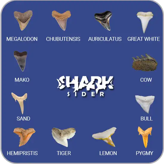 facts about sharks teeth labeled