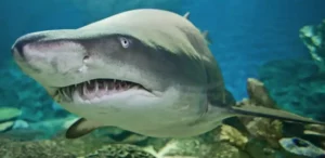 The Surprising Evolution Of Shark Cartilage