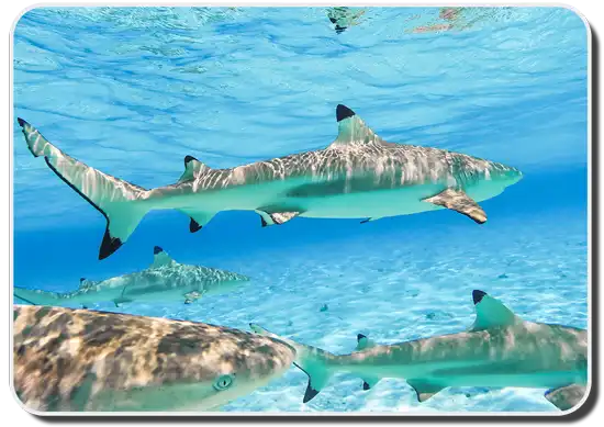 Understanding Shark Fins