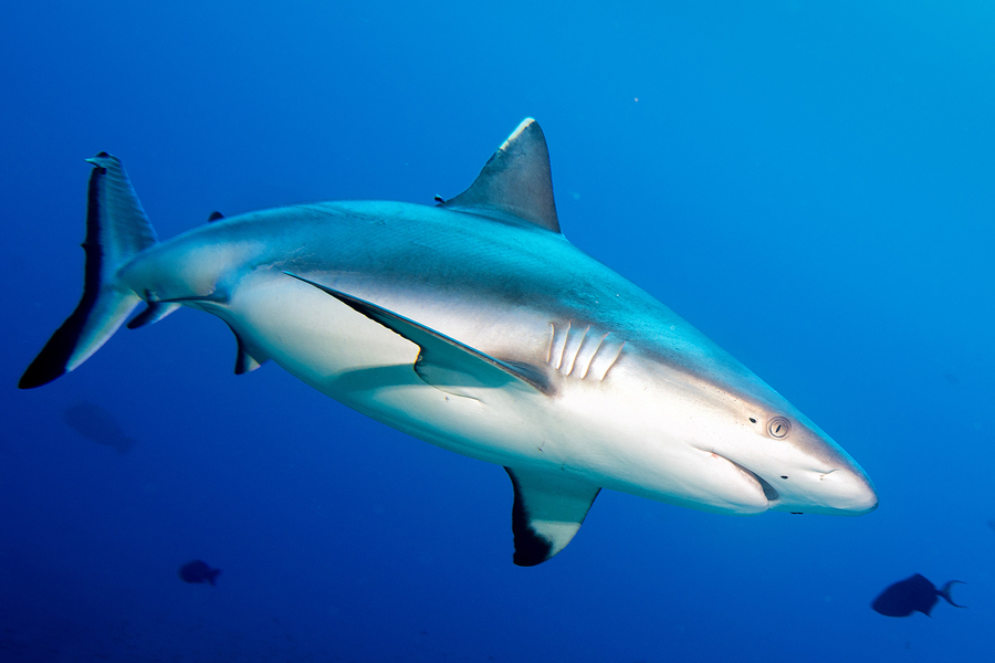 3 facts about sharks