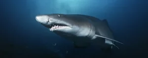 The 10 Least Dangerous Sharks