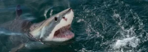 The 14 Weirdest Things Sharks Have Eaten