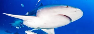 All About Sharks; What You Need To Know About Salt