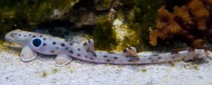 Best Type of Sharks For A Home Aquarium