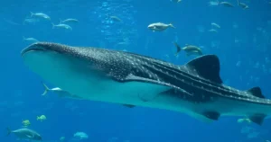 Similarities And Differences Between The Whale Shark And The Whale