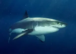 The Three Fastest Sharks In The World